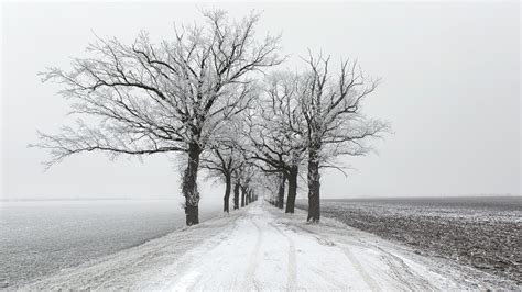 Konfigurieren sie ihre ssd, um die leistung zu verbessern. Eine reife Leistung Foto & Bild | bäume, winter, schnee ...