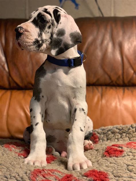 Pups are sold as family pets only. Tamzdane Great Dane Puppies : current litters, pups ...