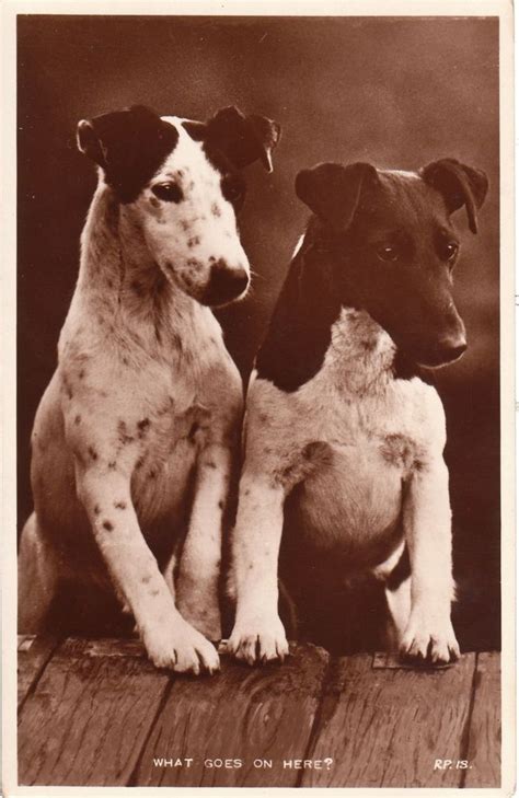 Chien jack russel jack russell puppies jack russell terrier puppies and kitties cute puppies cute dogs doggies jack russells baby animals. TWO ADORABLE BRINDLE JACK RUSSELL TERRIERS (VINTAGE REAL ...