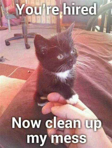 Discover millions of popular & trending #catur hashtags. Grasp the New Cat Memes Clean Funny - Hilarious Pets Pictures