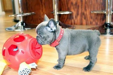 Help keep this page updated: Outstanding french bulldog puppies - Virginia Beach ...