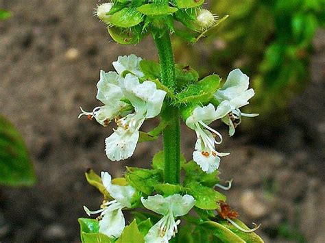 Check spelling or type a new query. Sweet Basil Health Benefits and side Effects