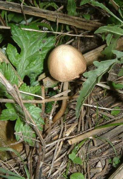 Make a certain id and only eat a small amount the first. Light brown Mushroom found in mijn backyard - Mushroom ...