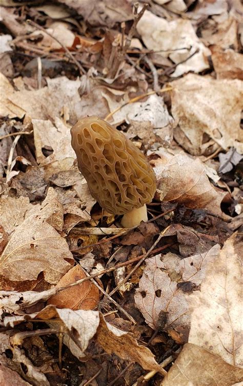 2,997 likes · 115 talking about this · 35,780 were here. Kentucky morel