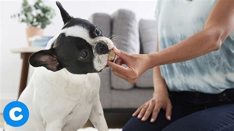 All dog owners know their pups live for treats. DIY Healthy Low Fat Dog Treats | Chewy - YouTube
