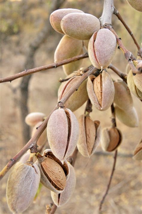 In cultivation, plants usually start flowering and fruiting within 2 to 3 years after planting. Almonds Free Stock Photo - Public Domain Pictures