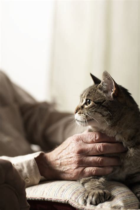 Too slow accompanied by reduced heart rate. Signs of an Old Cat Dying | Cuteness