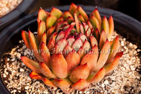 Have only had the kind from. Echeveria agavoides Lady's finger Succulent Echeveria plant bonsai ariocarpus | Succulents ...