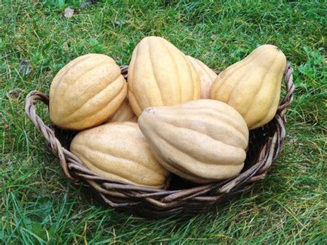 The squash is split and roasted in a 450° degree oven in our case beside a baking loaf of homemade crusty shf bread. Thelma Sanders Winter Squash | Squash, Cucumber beetles ...