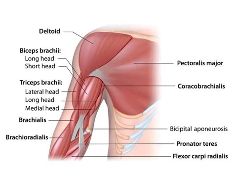 This muscle diagram is interactive: How to Build Wider Biceps: A Quick Guide to Thicker Arms