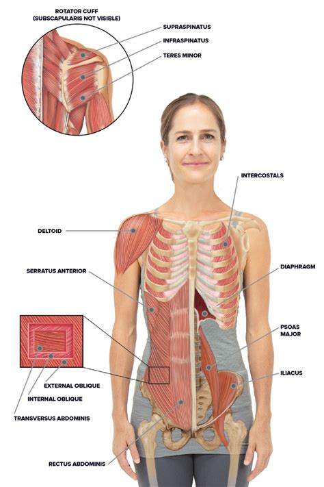 The rib cage is formed by the sternum, costal cartilage, ribs, and the bodies of the thoracic vertebrae. Rib Cage Muscles - Intercostal Muscles Muscle And Nerve ...