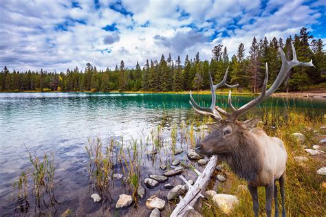 ⬇ töltsön le kanada landschaft stock képeket a legjobb stock fényképészet ügynökségnél ✔ elfogadható árak ✔ kiváló minőségű, prémium, jogdíjmentes stock fotók, képek és fényképek milliói. Kanada: 14 Tage Vancouver & Vancouver Island inkl. 3 ...