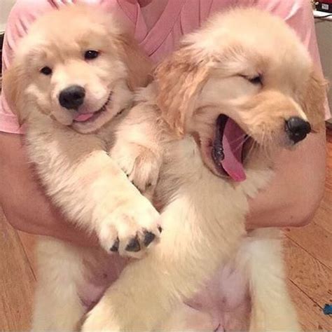 Golden retriever puppies.there are 2 males and female availables.they will come with an akc registration application and akc litter certificate.they h. Golden Retriever Puppies Texas Craigslist San Antonio ...