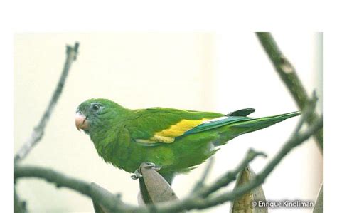Sought to forfeit the defendant parakeets on the ground that they were imported in violation of peruvian law and. Canary-winged Parakeet