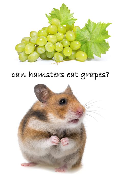 Can Hamsters Eat Grapes - Your Small Pet Feeding Guide