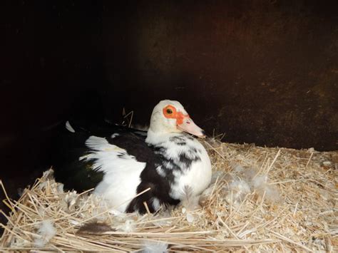 Documentation of the long history of the domestication of the muscovy duck: Why you need muscovy ducks. Muscovy duck nest | Muscovy ...