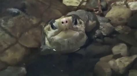 Heosemys yuwonoi (mccord, iverson and boeadi, 1995)the sulawesi forest turtle (leucocephalon yuwonoi) is a species of turtle in the bataguridae family. Sulawesi Forest Turtle (Leucocephalon yuwonoi) Prague Zoo ...