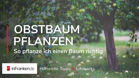 Ist es schon zeit obstbäume zu pflanzen? Wie pflanze ich einen Obstbaum richtig - Gartentipps von ...