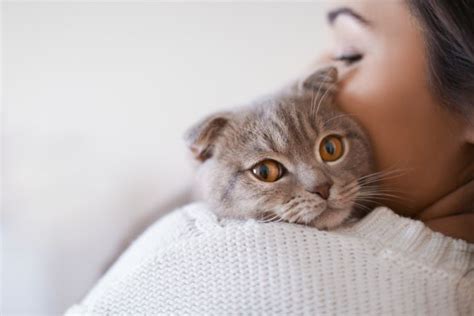 Почему кошки любят спать на людях? Что значат выбранные ими места и позы.