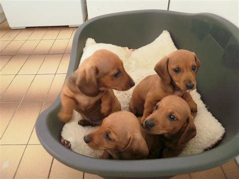 Puppy vaccination day here at mayder falk dachshunds as we do all our vaccinations in house. FOR SALE: Dachshund puppies