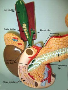 On this basis, the preserved neck of nhmuk pv r5937 is only 69% as long as that of mb.r.2181, but since the first four vertebrae were missing and omitted. Pancreas Model Labeled | Pancreas, gall bladder, and ...