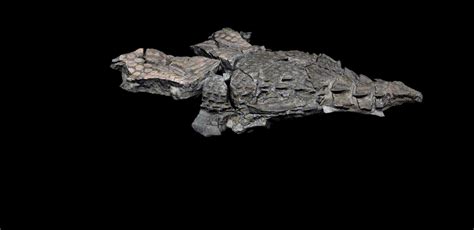 Or are the fossils just fakes that crazy fake scientists create then bury in the ground. How We Resurrected a Dragon - Features - Source: An OpenNews project