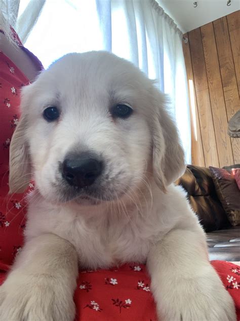 Golden retriever derives its name from its ability to retrieve due to its soft mouth. Golden Retriever puppy for sale in Los Ángeles, California ...