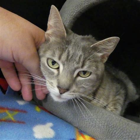 Food, shelter, and veterinary care are ongoing expenses. Opal - Homeward Bound: Addison County's Humane Society