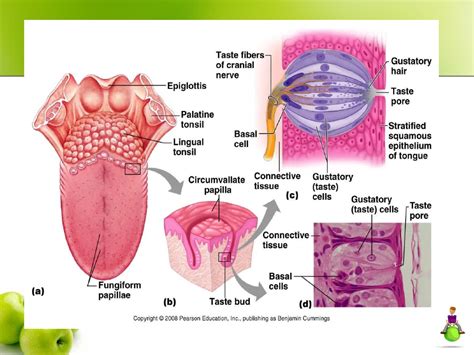 Lobus oksipital terletak di bagian belakang otak. A-Rahman-z.Blog