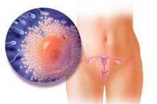 Ovulasi adalah tempoh subur di mana badan anda mengeluarkan satu atau lebih telur daripada ovari. Tanda-tanda ovulasi: apa yang perlu diketahui oleh setiap ...