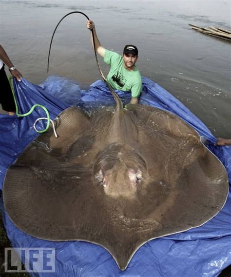 Maybe you would like to learn more about one of these? a giant stingray that was captured near Kratie, Cambodia ...