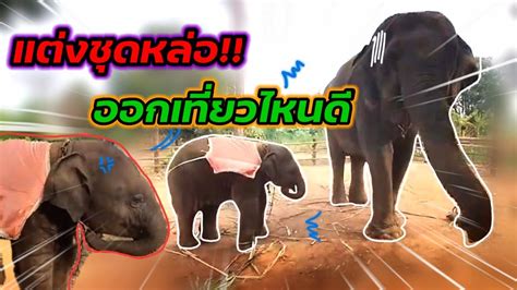 ช้างน้อยจอมป่วน - YouTube