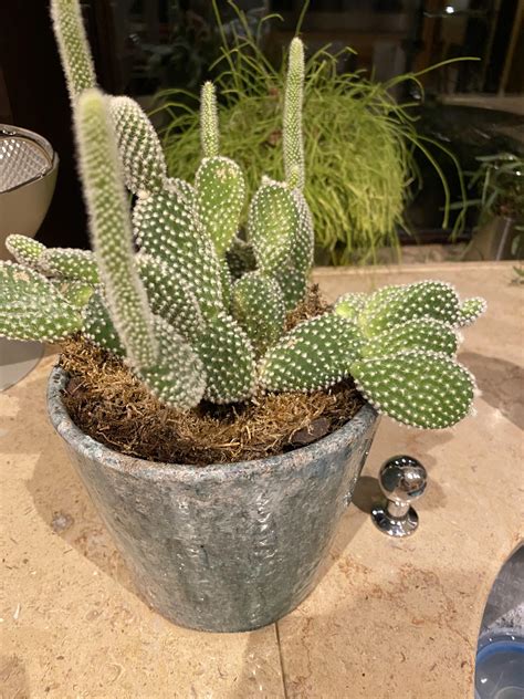 It's really easy to over water cacti, but this article will show you how to get it right. overview for steks13