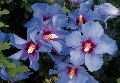 Maybe you would like to learn more about one of these? Hibiscus syriacus 'Oiseau Bleu' - Fleurs simples, bleues à ...