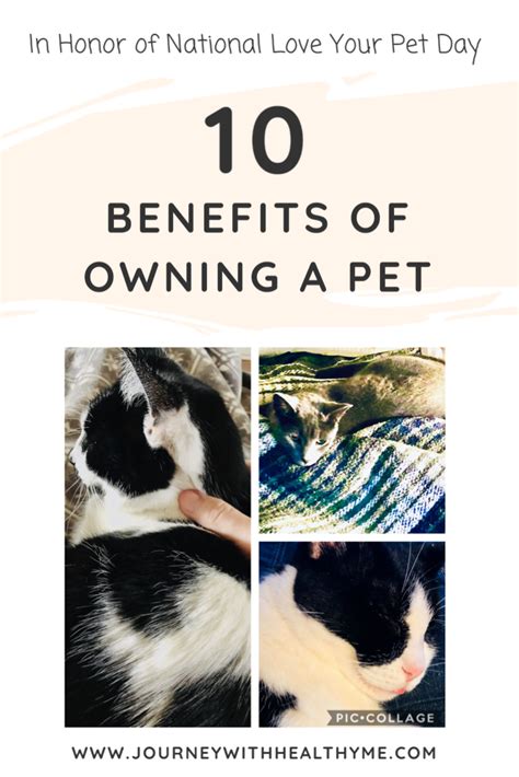 All of abc's funding comes from donations and grants. 10 Benefits of Owning a Pet in 2020 (With images) | Pets