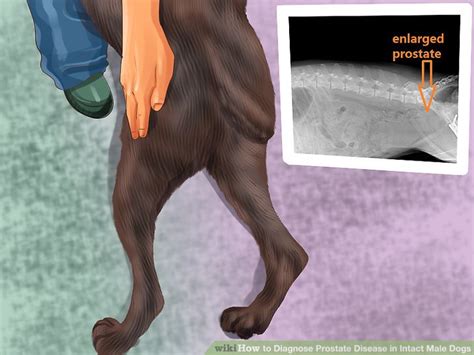 There is one prostatic disease which is not prevented by neutering. 3 Ways to Diagnose Prostate Disease in Intact Male Dogs