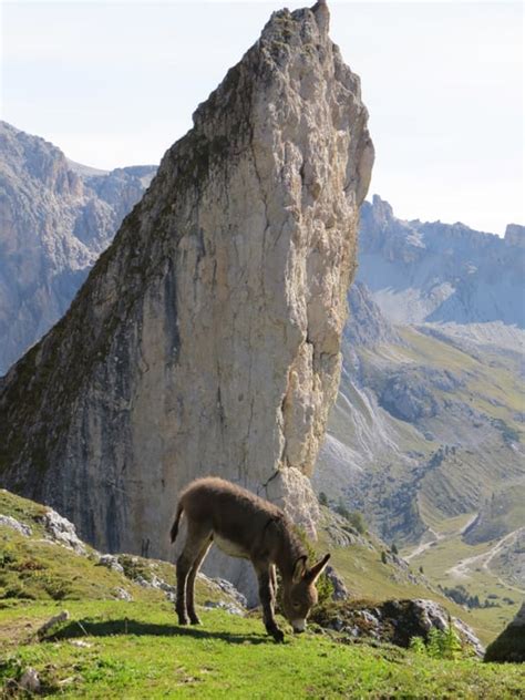 Laden sie lizenzfreie seilbahn zum gebirge seceda, dolomiten italien stockfotos 160468540 aus depositphotos' kollektion von millionen erstklassiger stockfotos, vektorbilder und illustrationen mit. Wandern: Col Raiser - Seceda (Tour 136562)