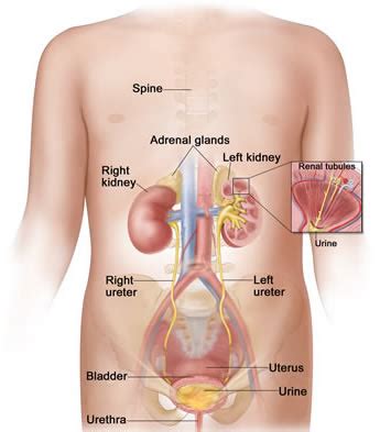 The location of the kidneys. Are The Kidneys Located Inside Of The Rib Cage - nathalialism
