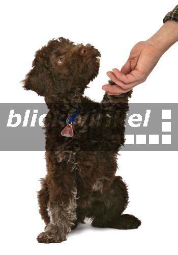 Herkunft, charakter, pflege, gesundheit, kosten, tipps, fragen & antworten. blickwinkel - Italienischer Wasserhund, Lagotto romagnolo ...