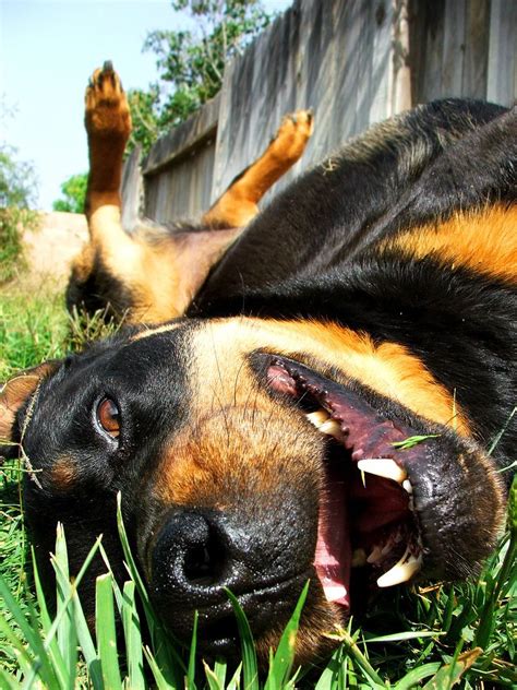 May 19, 2020 · if your dog seeks out grass to roll around very aggressively, it might be sign that something is causing him discomfort. Don't have too much fun now, dog. | Rottweiler lovers ...