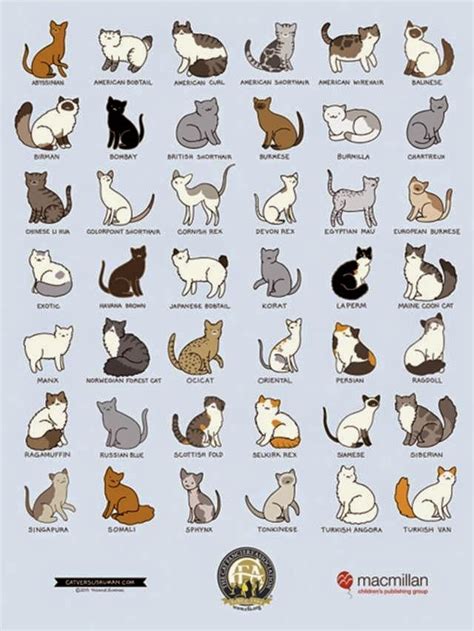 Colours have different names in different countries and in different breeds. Kitty's Purrfect Spa: Breeds, Colors, Patterns... So ...