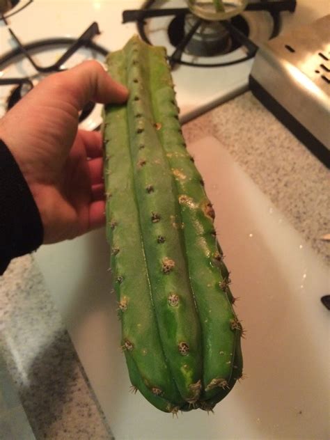 This san pedro cactus is fresh and imported from peru, we do not have thorns or core in the final product. Mescaline drug for sale-Buy Mescaline and other ...