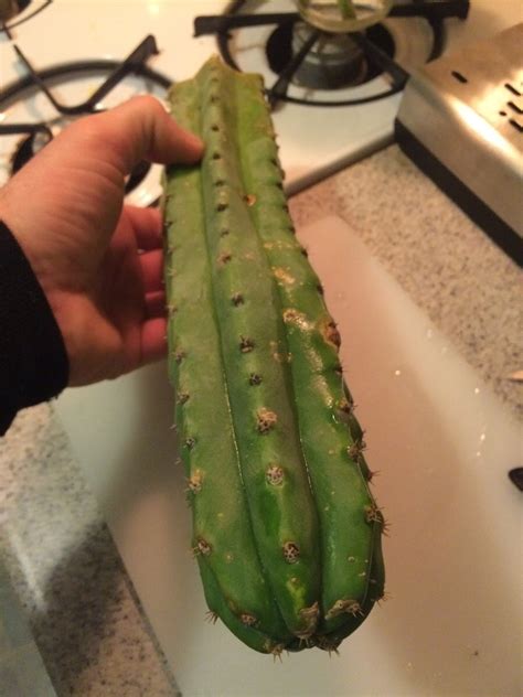 San pedro cactus has been used ceremoniously for around 3500 years by indigenous groups in avoid sellers promoting the cactus as a source for getting high. Mescaline drug for sale-Buy Mescaline and other ...