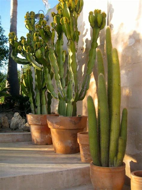 Número de identificação do vídeo 27373096. Cactus | Decoraciones de jardín, Jardín de cactus y Jardines