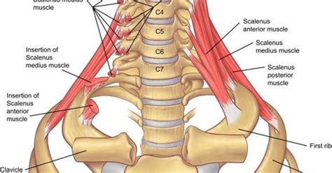 They extend from the spinous processes of the vertebral bodies to the dorsal rib sections and act as auxiliary respiratory muscles of inspiration. Ribs Out? You Might Be Breathing Wrong - A Body In Motion ...