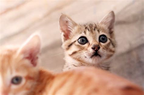 26 Top Pictures Cat Food Recall Blue Buffalo - Blue ...
