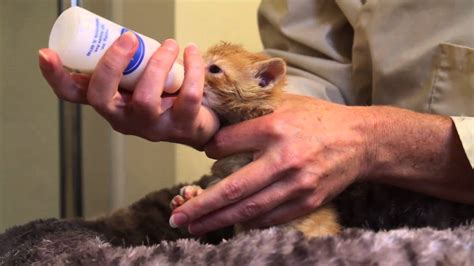 Use the form to the right to find a kitten near you. Orphaned Kitten Care: How to Videos - How to Bottle Feed ...