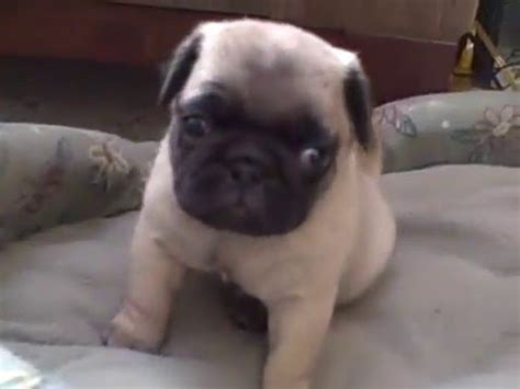 View our wide variety of available puppies for sale at petland dayton, ohio! Pug Puppies for sale in Ohio!! - YouTube