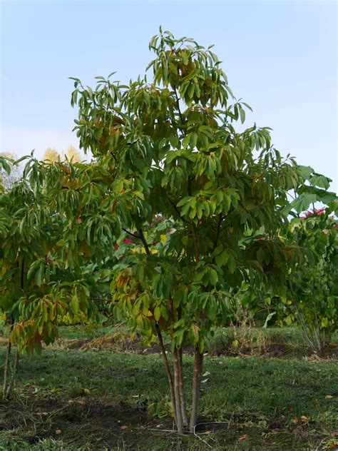 Learn more about sassafras uses, effectiveness, possible side effects, interactions, dosage, user ratings and products that contain sassafras. Sassafras albidum | Van den Berk Boomkwekerijen