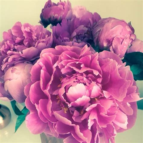  reply to this comment . Peonies | Flowers, Bloom, Peonies